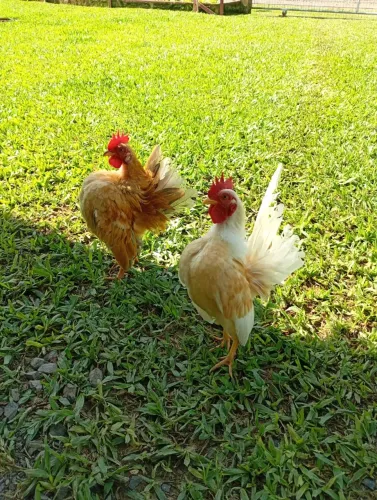Mini garnisé da Serama, Garnisé de apartamento