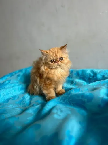 Gato persa 