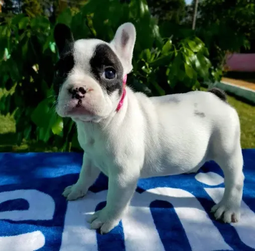 Bulldog Frances Filhotes de mais alto padrão da raça