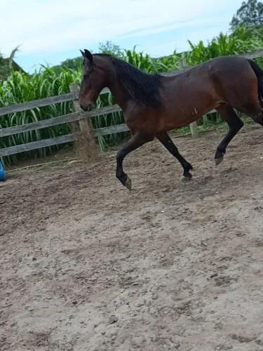 Cavalo