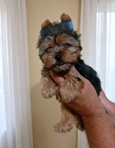 Yorkshire Terrier Macho Miniatura