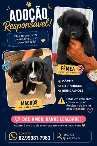 Adoção Responsável