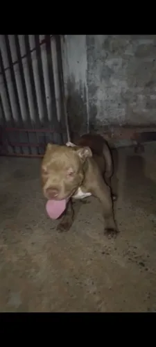 Pitibul 5 mes