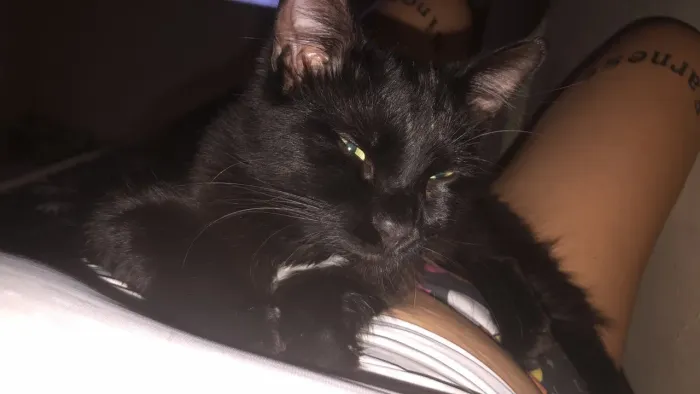 Doa-se gatinho