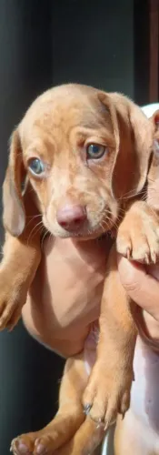 Vendo filhote da raça Basset