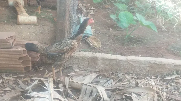 Galinha índia 