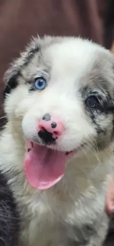Lindos filhotes de Border Collie