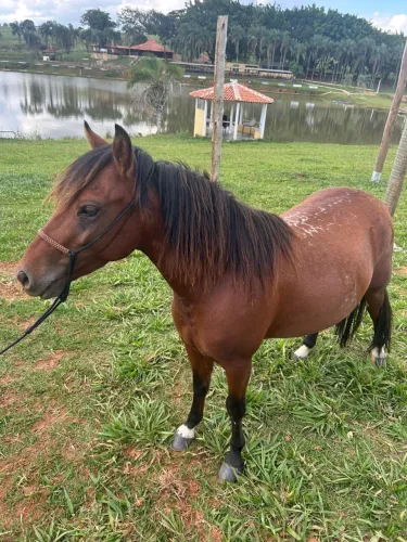 Piquira com quarto de milha