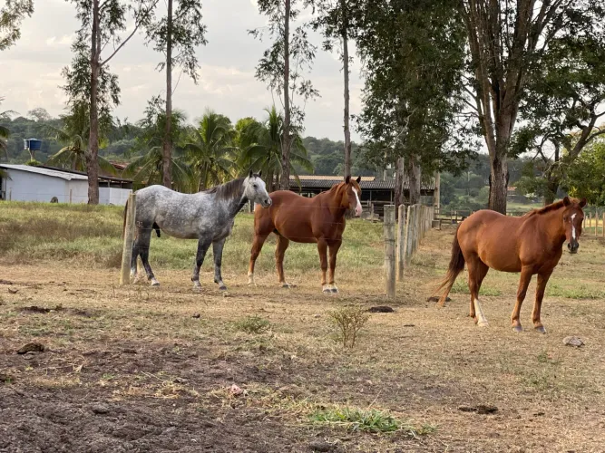 Excelente para montar um Haras Chácara à venda de 3 alq e 30 litros em Claudinapolis -Go.