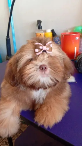 Shih Tzu Fêmea dourada 