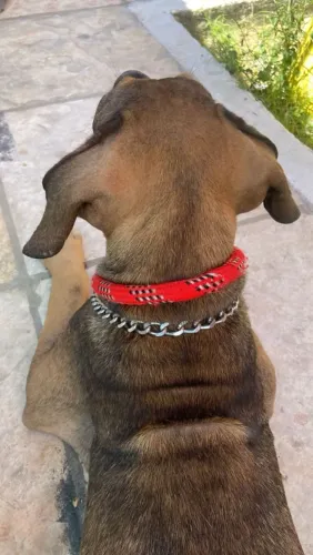 Fila Brasileiro 