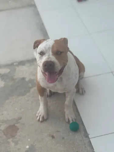 Vendo Pitbull com 6 meses 