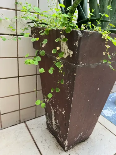 2 vasos de planta cimento