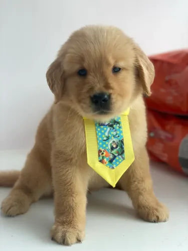 Golden Retriever padrão Pelo Longo