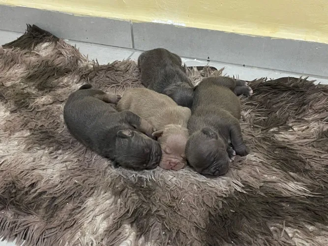 Filhote American Bully pedigree 
