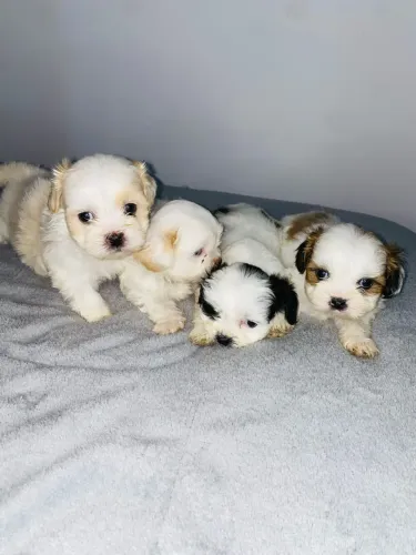 Filhote liasa apso
