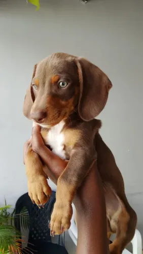 Filhotes de basset