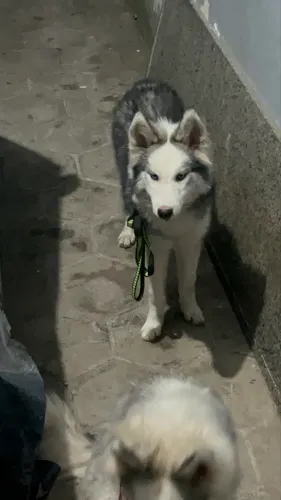 Husky