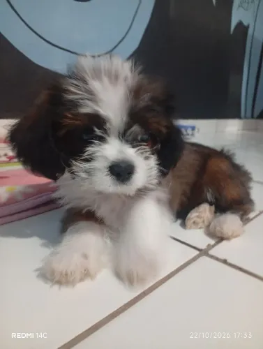 600 reais Lhasa