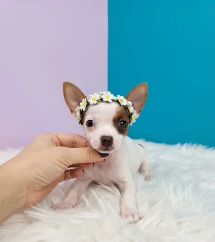 Pinscher Especialíssimo