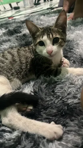 Doando uma gatinha