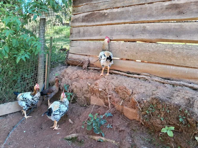 FRANGO GSB SERTANEJO BALÃO