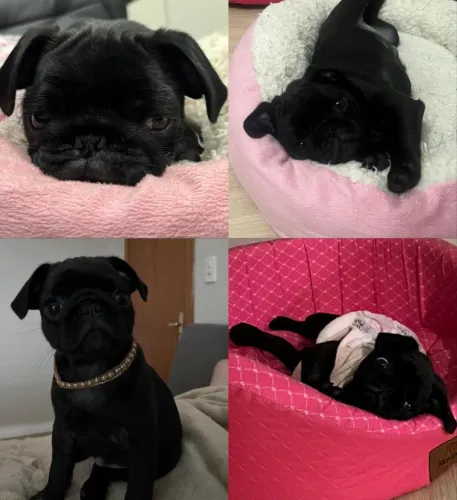 PUG FÊMEA