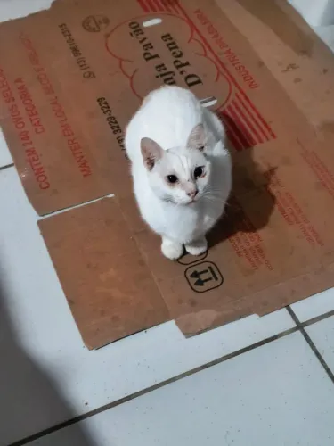 Gatos a procura de um lar .