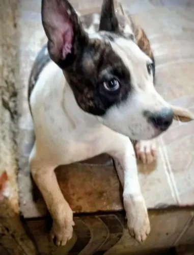 Filhote de Pit bull macho