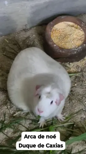 Cuy peruano gigante (porquinho da índia)