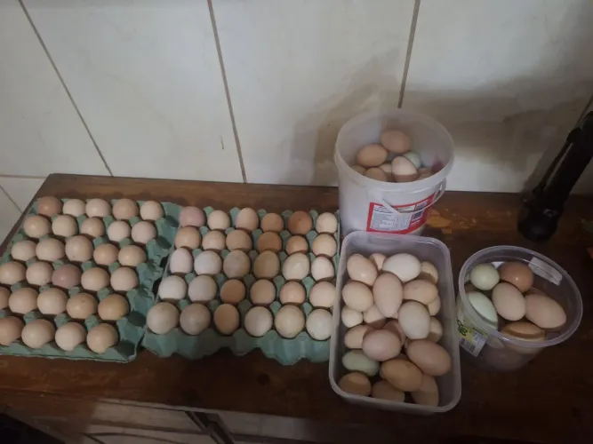 Ovos férteis brama