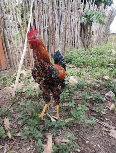 Frango GSB