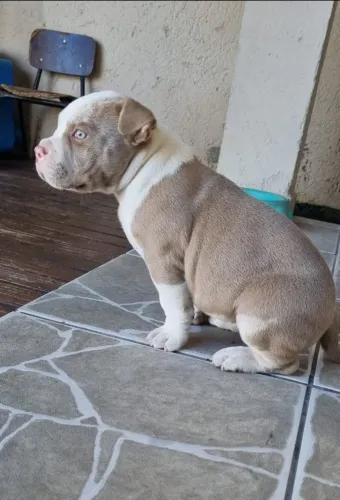 Fêmea 2 meses