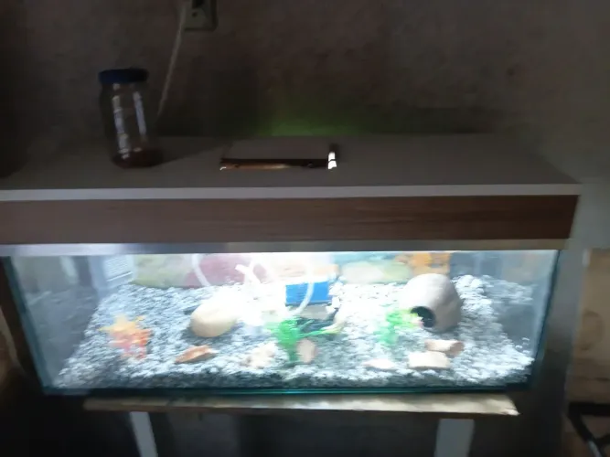 Aquário 