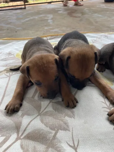 Doação de cachorro