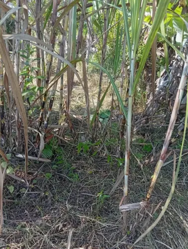 Vende-se Terreno na praia de Peruibe 1000m2