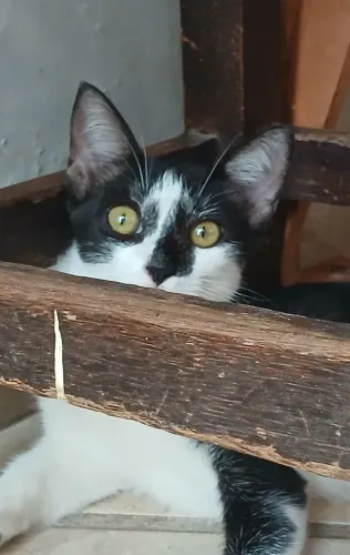 Gatinha para adoção 