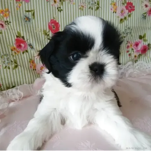 Neném alegre Shih tzu/Shitzu