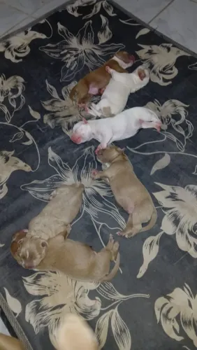 Filhotes de PitBull puro 