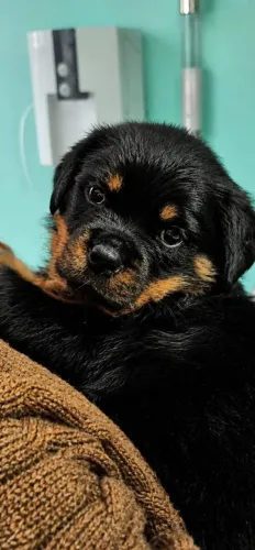 Rottweiler