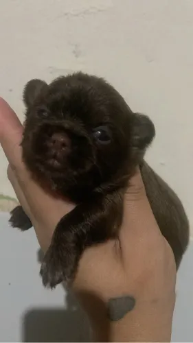 Cachorro 
