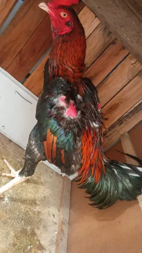 Vende-se galos de raça e galinha
