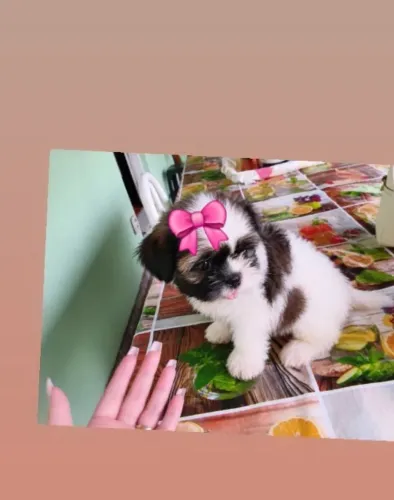 Filhotes Shih tzu