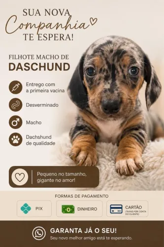 Daschund Linguiça salsicha Basset
