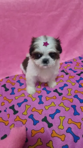 SHIH TZU FÊMEA 1.300