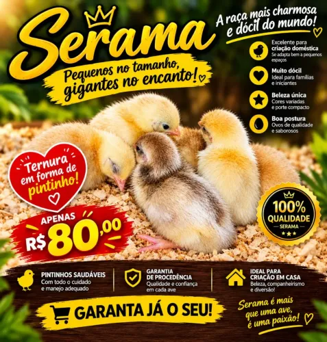 Pintinhos serama