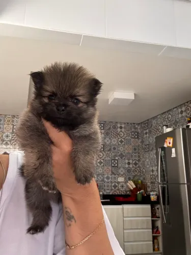 Filhotes Splitz alemão ( macho) 