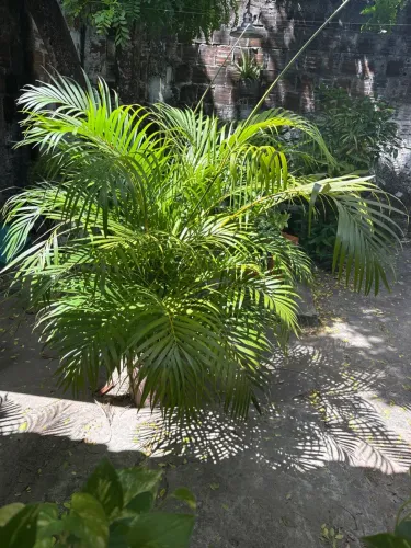 Palmeira Areca bambu 