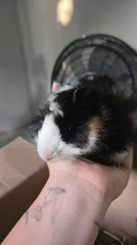Porco da Índia