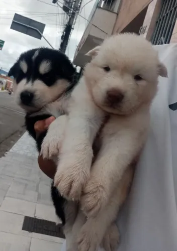 Filhotes de husky siberiano legitimo. Puro de.pai e mãe. Pelagem fofa olhos azul